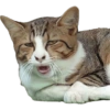 Memes de gatos 2 11