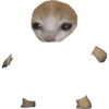 Mochi cat  9