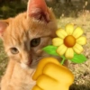 Gatos 😻😼😹  6