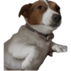 Reações Jack Russell terrier 13