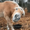 Cavalinho Fofo Reações 🐴 12
