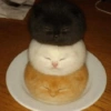 😺 Gatitos 😺 20