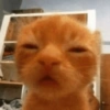 Gatinhos Engraçados🤣👇 15