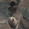 Burro do Shrek 17