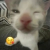 🐈‍⬛🐱🧶 GATOS | CATS 5 🧶🐱🐈‍⬛ 16