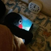 Pinguino random  10