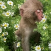 Primavera 🌼 8