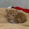 😺 Gatitos 😺 10