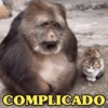 MACAQUINHA XINGXING 🐵🤎 5