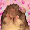 Hamsters Fofinhos 🐹 8