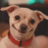 Cachorro meme 7 😴