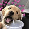 Perritos 🫶 6