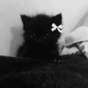 MICHIS TIERNOS  6