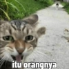itu orangnya