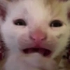 Yawning Kitten