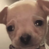 SOLTA CACHORRADA 5