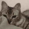 ⋆🐾 gatos tristes ᓚ₍ ^•⁠ ⁠ᴥ •^₎ 17