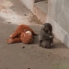 Monito Punch y su peluche🐵🧸✨ 13
