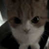 😺 Gatitos 😺 21