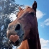 Cavalinho Fofo Reações 🐴 18