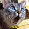 Gatinhos  9