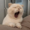 CATS 🐈😺 6