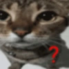Gatitos. | @ocenferios  Haki. 6