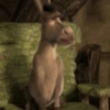 Burro do Shrek 8