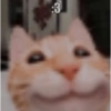 Cat Reaction 13