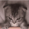 Gatos 11