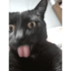 Cats 6
