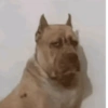 SOLTA CACHORRADA 10