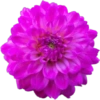 Beautiful Flowers˚˖𓍢🌷✧˚.🎀⋆ 7