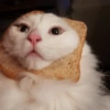 Gatitos para reaccion ✨️🫶😽 15