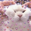 Gatos Amor💖💙💛 27