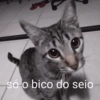 só o bico do seio