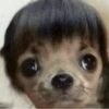 Seal with Bangs