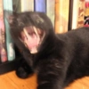 Gatitos para reaccion ✨️🫶😽 16