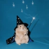 Hamsters Fofinhos 🐹 26