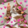 Gatos Amor💖💙💛 11
