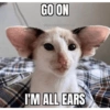 GO ON
@gourmet.cat memes,
I'M ALL EARS
