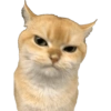 Скептичный Кот