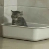 Cat Reaction 5
