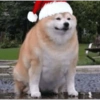 Clima natalino animal 🎄🐾✨ 11