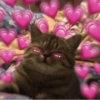 Gatinho com Corações