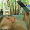 🐒🌴🐵 बंदर 🐵🌴🐒 18