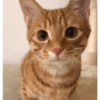 Kucing Oren imoet  10