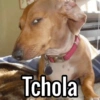 Tchola