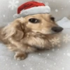 Clima natalino animal 🎄🐾✨ 9