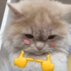 Michis para el chat🐱💬 17